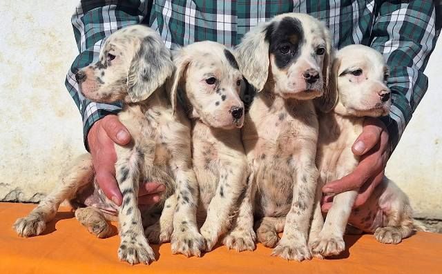 Engleski Seter štenci - Psi Oglasi Beograd