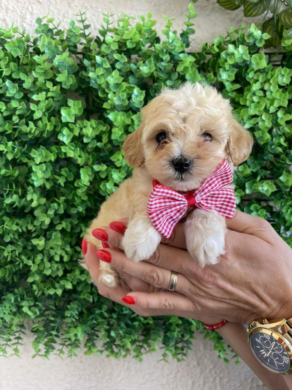 Maltipoo prelepi štenci - Psi Oglasi Beograd