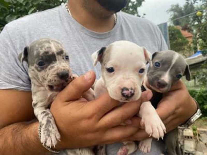 Pitbull Merle x Bluenose stenci - Psi Oglasi Beograd