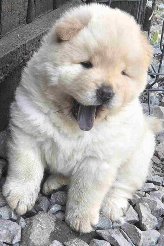 Chow chow prelepi krem stenci - Psi Oglasi Beograd