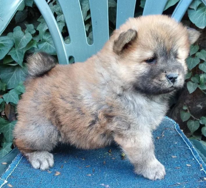 Cau cau stenci na prodaju - Psi Oglasi Beograd