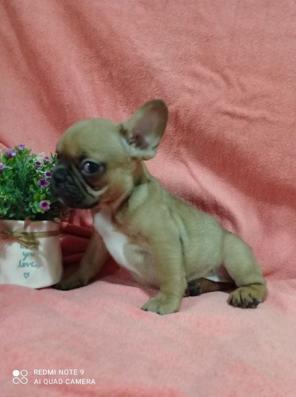 Francuski buldog zenkica - Psi Oglasi Beograd