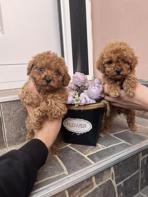 Toy Pudla prelepi štenci - Psi Oglasi Beograd