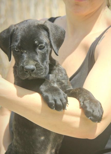 Cane Corso štenci - Psi Oglasi Beograd