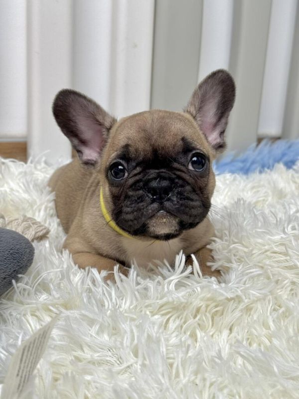 Francuski Buldog prelepi štenci - Psi Oglasi Beograd