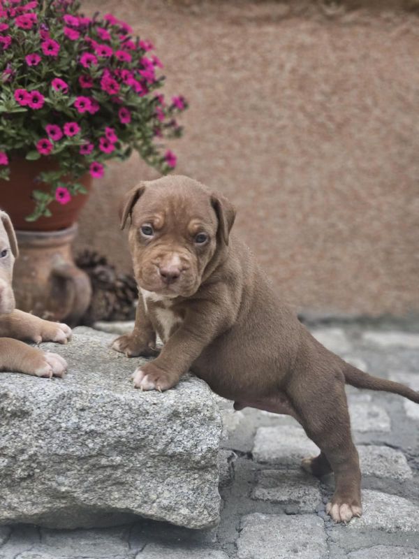 American Bully XL, Američki Buli štenci - Psi Oglasi Beograd American Bully XL, Američki Buli štenci - Psi Oglasi Beograd