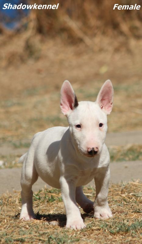 Mini Bull Terijer prelepi štenci - Psi Oglasi Beograd