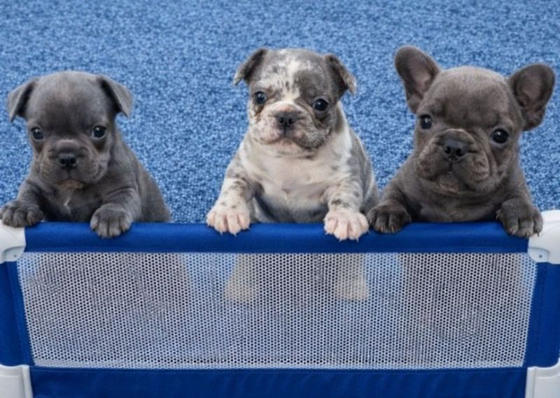 Sivi plavi francuski buldog - Psi Oglasi Beograd