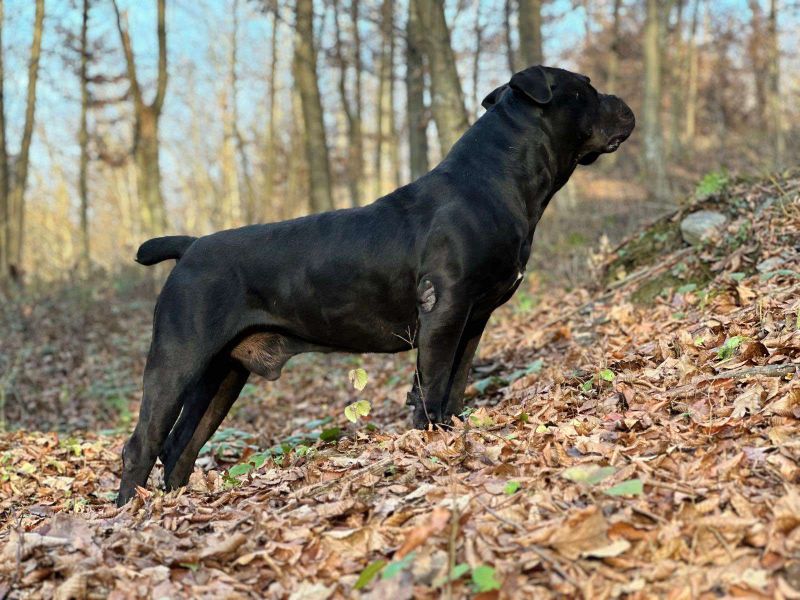 Južnoafrički mastif - Boerboel štenci - Psi Oglasi Beograd Južnoafrički mastif - Boerboel štenci - Psi Oglasi Beograd