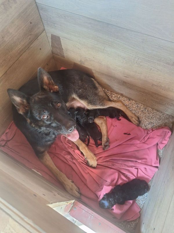 Radni Nemacki ovcari na prodaju - Psi Oglasi Beograd