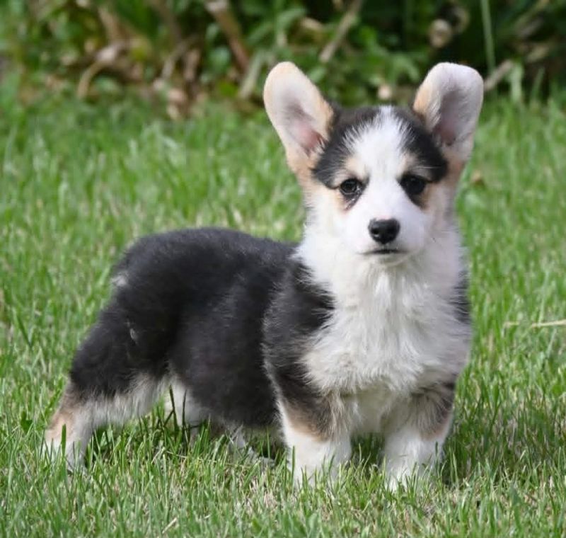 Velski korgi/Welsh Corgi Pembroke - Psi Oglasi Beograd