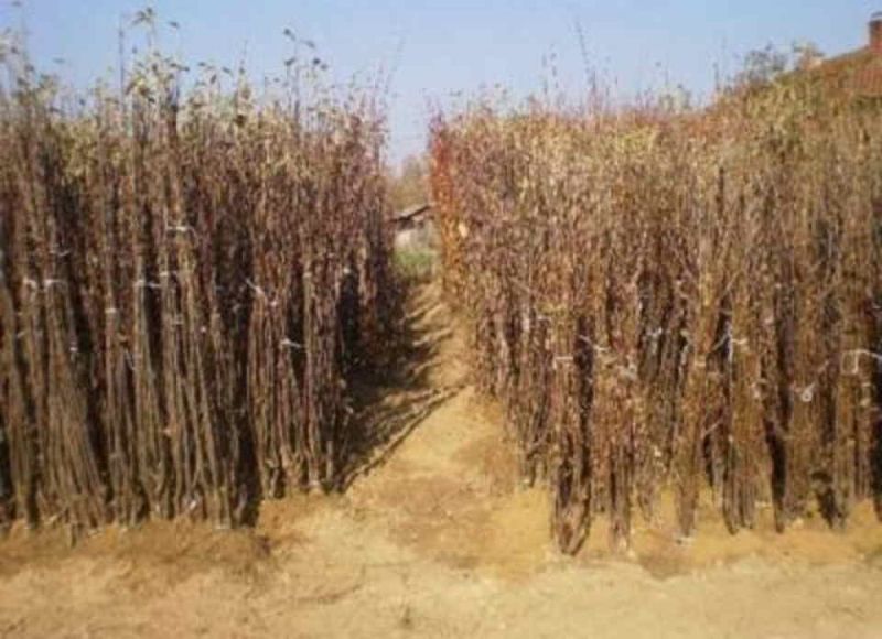 RASADNIK NASTIC SAŠE prodaja voćnih sadnica za prolećnu sadnju - Seme Cveće Sadnice Oglasi Beograd