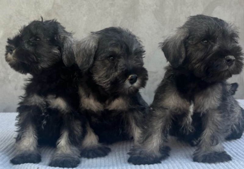 Patuljasti Šnaucer Miniature Schnauzer - Psi Oglasi Beograd