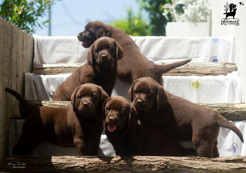 Čokoladni Labrador Retriver štenci - Psi Oglasi Beograd