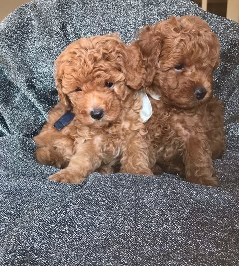 Toy poodle mužjaci - Psi Oglasi Beograd Toy poodle mužjaci - Psi Oglasi Beograd