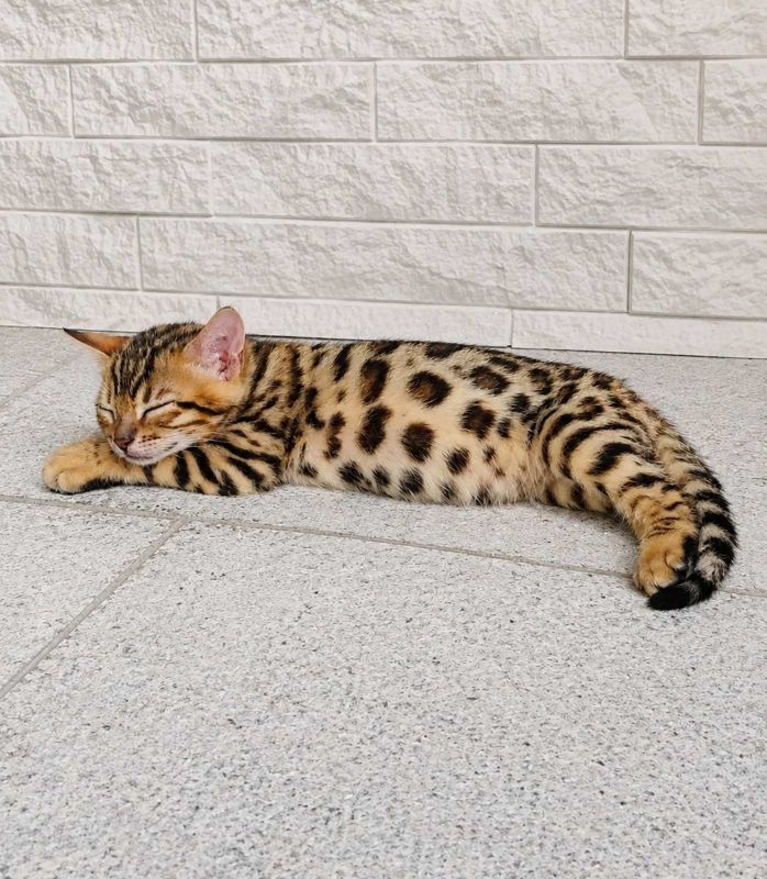 MMaestro_bengal macici - Mačke Oglasi Beograd