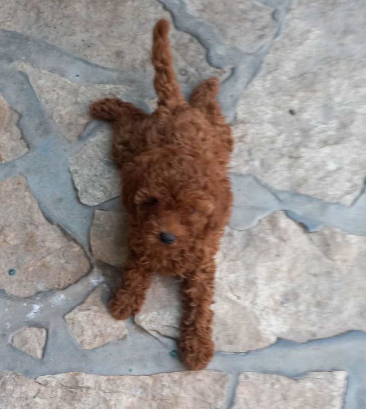 Crvena toy pudlica, žensko štene – staro 2,5 meseci - Psi Oglasi Beograd