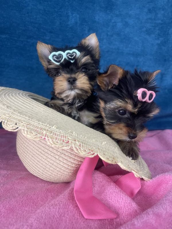 Yorkshire Terrier štenci - Psi Oglasi Beograd Yorkshire Terrier štenci - Psi Oglasi Beograd