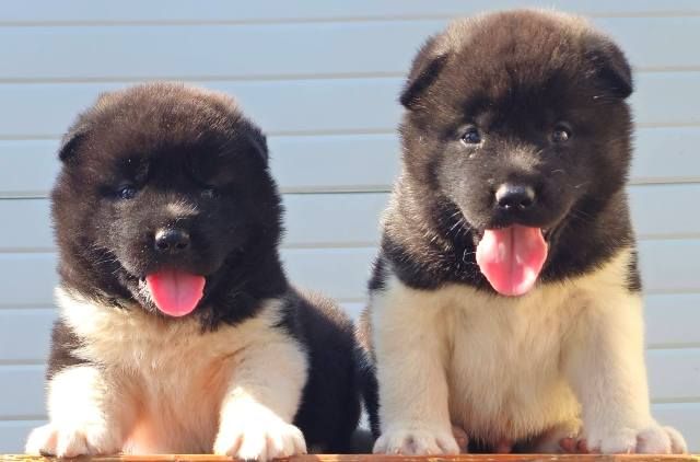 Američka Akita, novo leglo - Psi Oglasi Beograd Američka Akita, novo leglo - Psi Oglasi Beograd