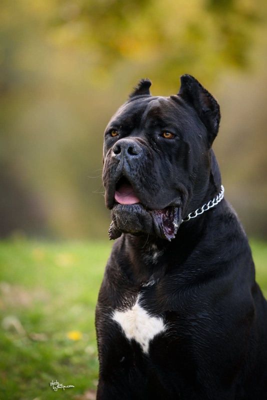 Cane Corso mužjak na prodaju - Psi Oglasi Beograd