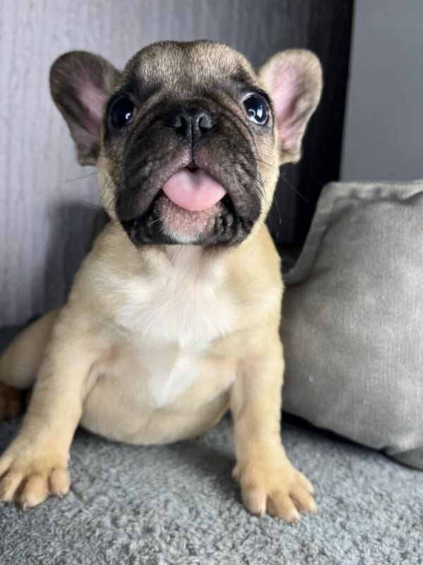 Francuski Buldog štenci - Psi Oglasi Beograd Francuski Buldog štenci - Psi Oglasi Beograd