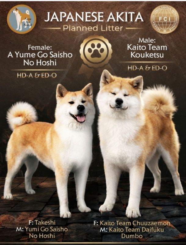 Akita Inu prelepi štenci - Psi Oglasi Beograd