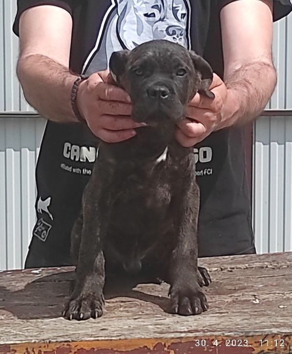 Cane corso - Psi Oglasi Beograd