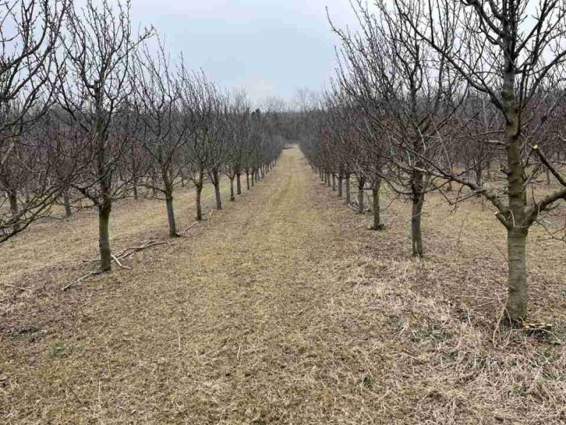 Prodajem 11 ha vocnjaka na Fruskoj gori - Prodaja Plac Zemljište Njiva Oglasi Beograd