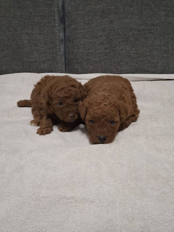 Prodajem patuljaste pudle - Psi Oglasi Beograd