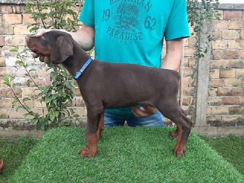 Doberman štenci - Psi Oglasi Beograd
