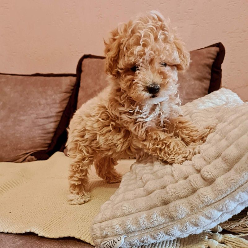 Maltipoo prelepi štenci - Psi Oglasi Beograd Maltipoo prelepi štenci - Psi Oglasi Beograd