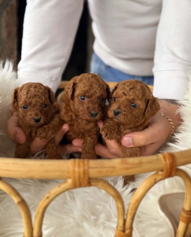 Teddy bear toy PUDLE – malene, prelepe - Psi Oglasi Beograd