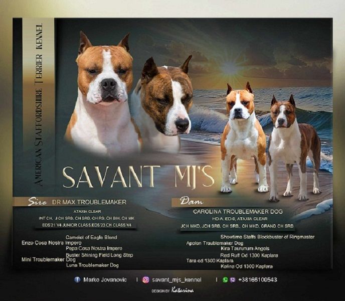 Američki Stafordski Terijer, vrhunski štenci - Psi Oglasi Beograd