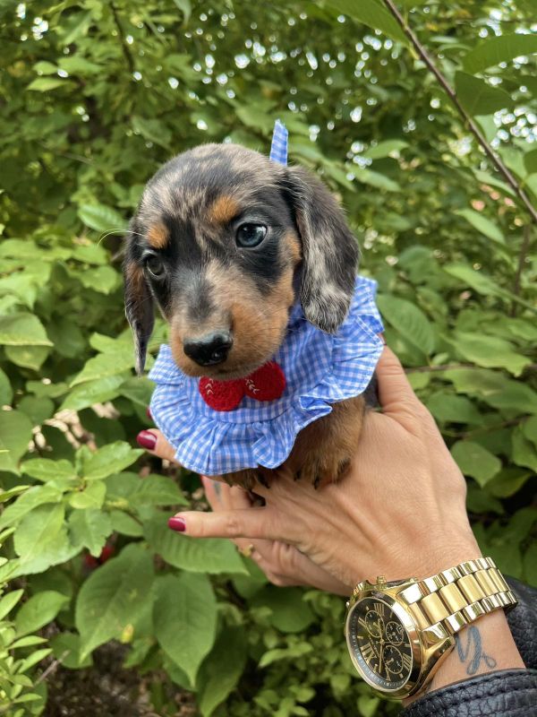 Mini Jazavičar prelepi štenci - Psi Oglasi Beograd