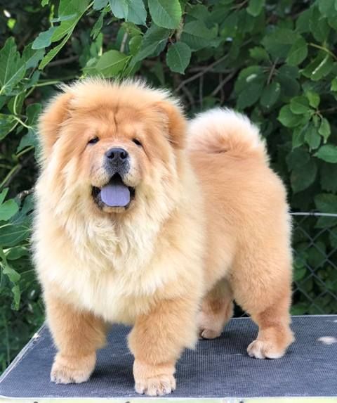 Chow Chow / Čau Čau štenci - Psi Oglasi Beograd Chow Chow / Čau Čau štenci - Psi Oglasi Beograd