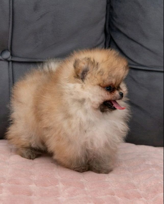 Pomeranac PRELEPI štenci - Psi Oglasi Beograd