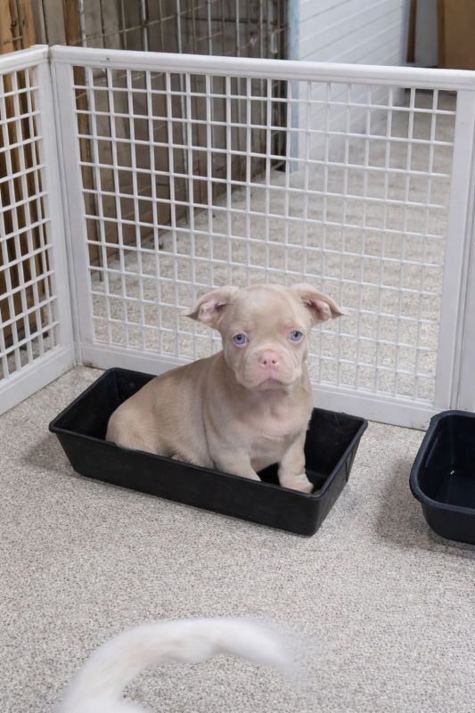 Pink caramel tan - Psi Oglasi Beograd