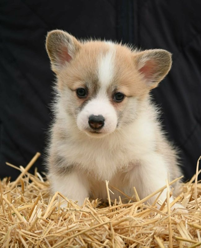 Velski korgi/Welsh Corgi Pembroke - Psi Oglasi Beograd