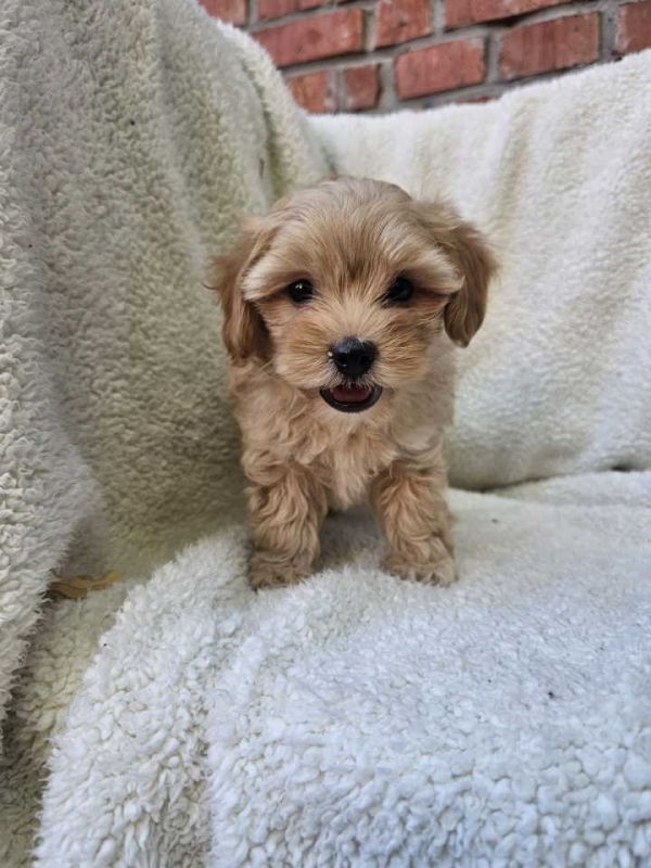 Maltipoo stenci spremni su za preuzimanje - Psi Oglasi Beograd