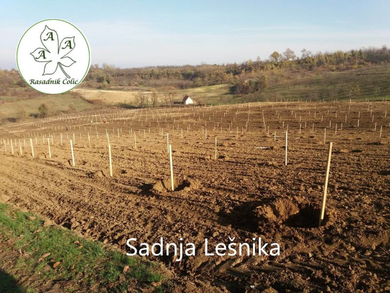 Kako podići kvalitetan Voćnjak i Vinograd ? - Seme Cveće Sadnice Oglasi Beograd