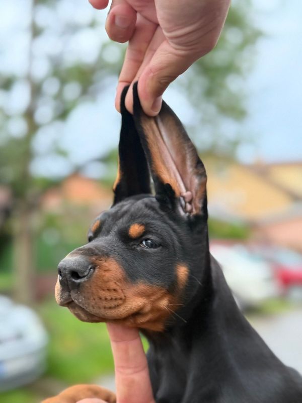 Doberman štenci - Psi Oglasi Beograd