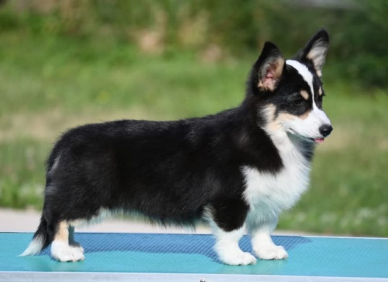 Velski korgi/Welsh Corgi Pembroke - Psi Oglasi Beograd