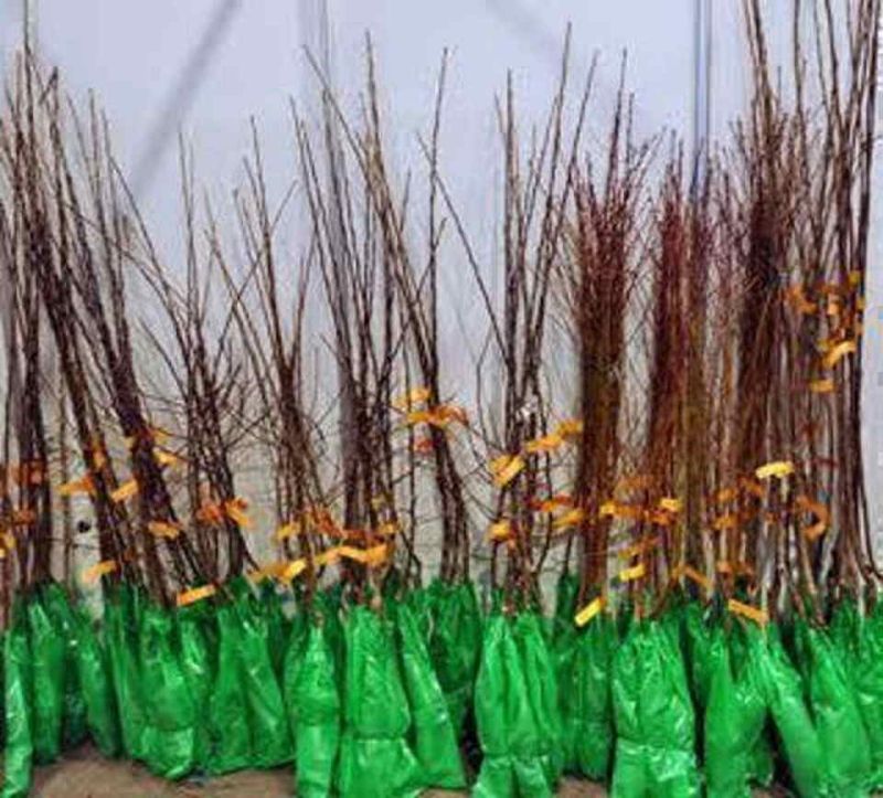 Sadnice za prolećnu sadnju - Seme Cveće Sadnice Oglasi Beograd