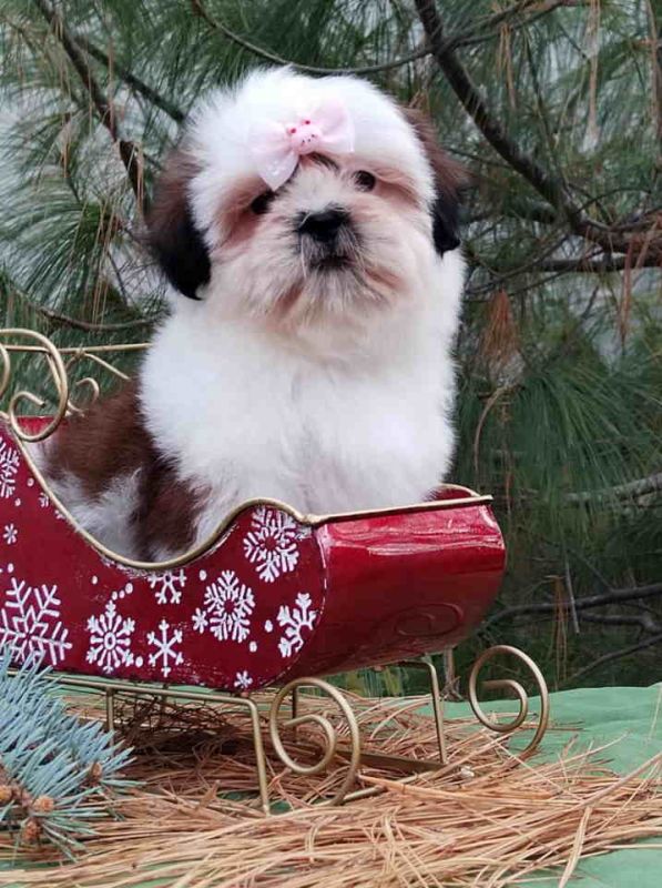 SHIH TZU žensko štene - Psi Oglasi Beograd SHIH TZU žensko štene - Psi Oglasi Beograd