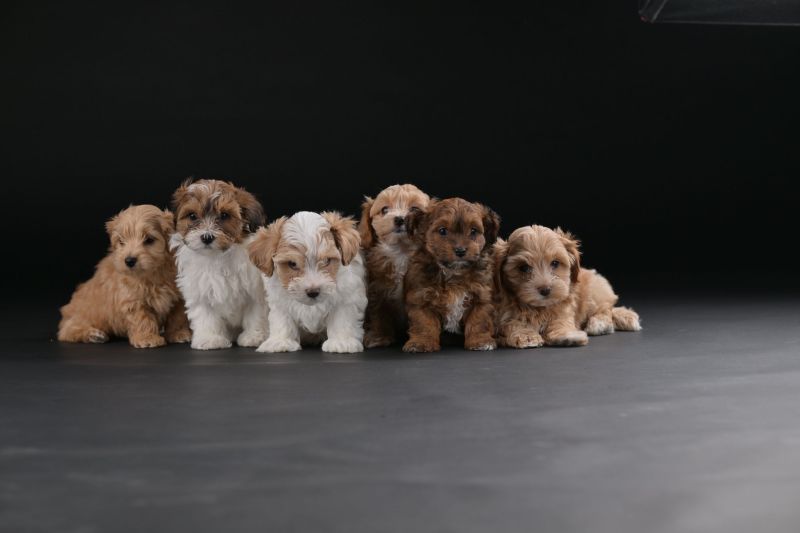 Havanski Bišon štenci - Psi Oglasi Beograd