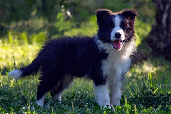 Border Collie - Border koli štenad - Psi Oglasi Beograd