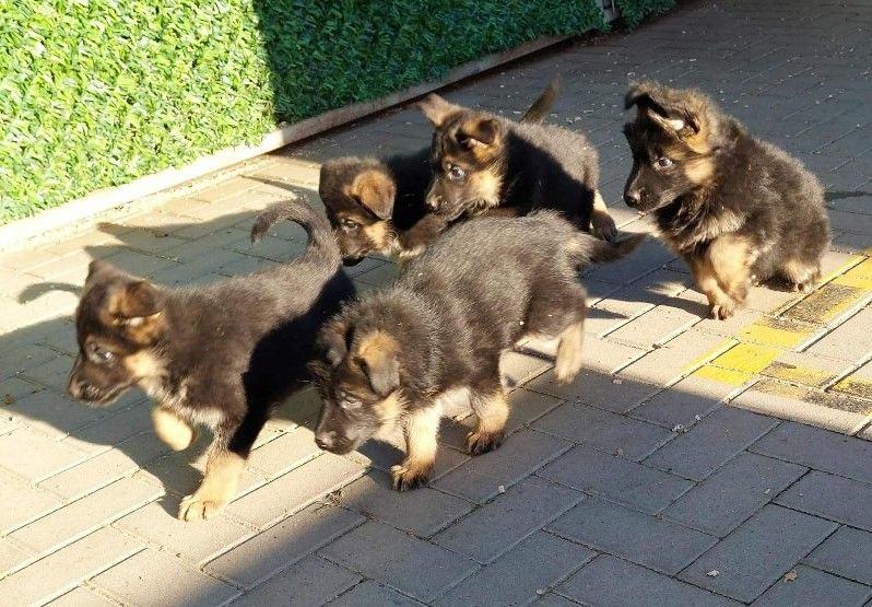 Nemacki ovcar stenad - Psi Oglasi Beograd