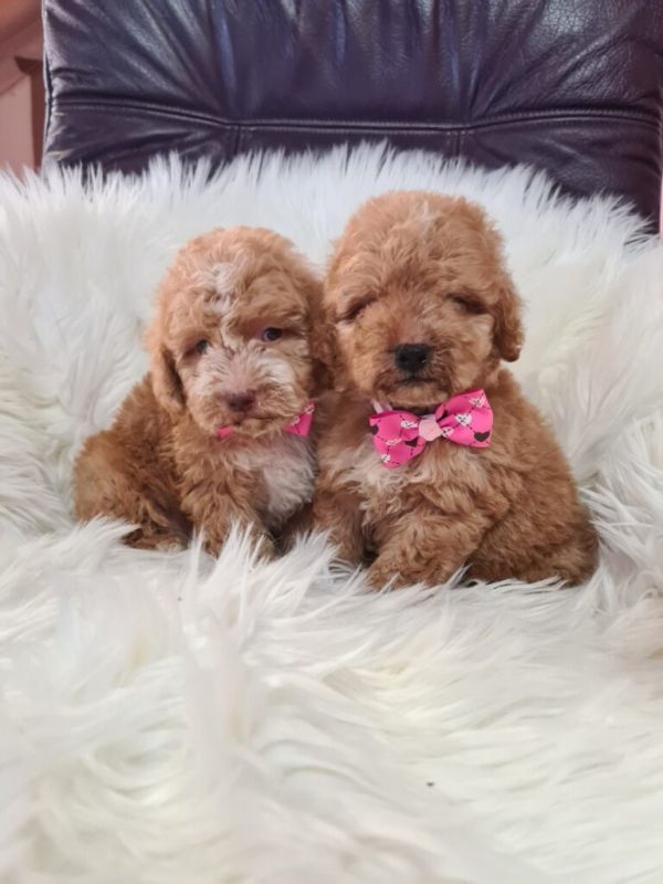 Labradoodle prelepi štenci - Psi Oglasi Beograd Labradoodle prelepi štenci - Psi Oglasi Beograd