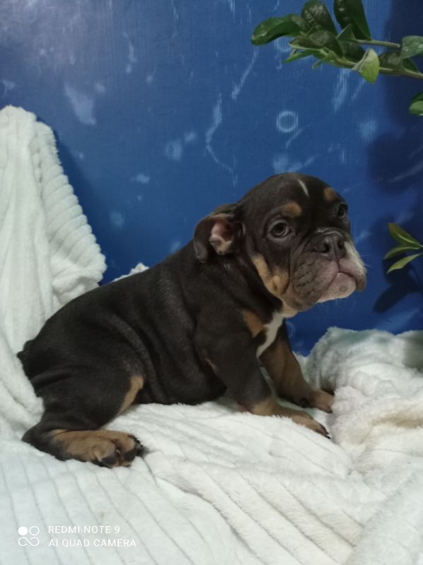 Plava zenkica engleskog buldoga - Psi Oglasi Beograd