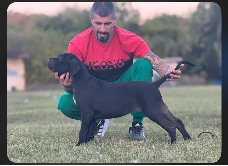 Cane Corso štenci - Psi Oglasi Beograd